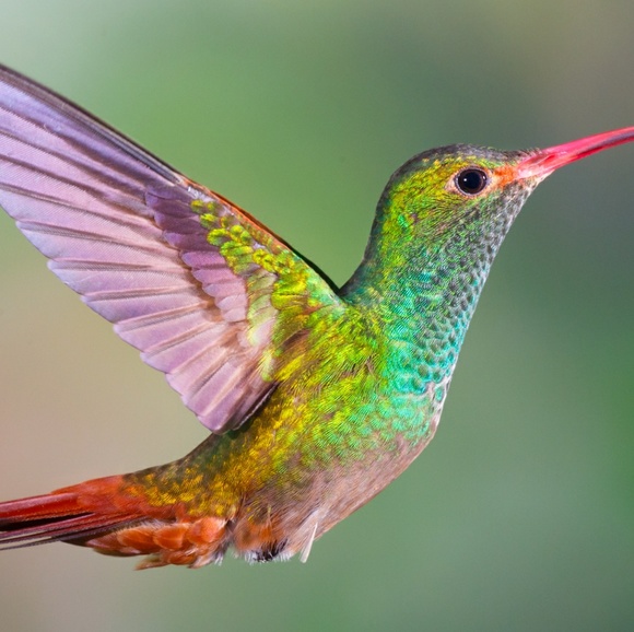 freehummingbird